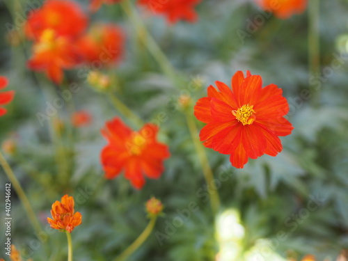African marigold  American or Aztec marigolds flower Beautiful orange color Flowers growing blooming in garden nature background