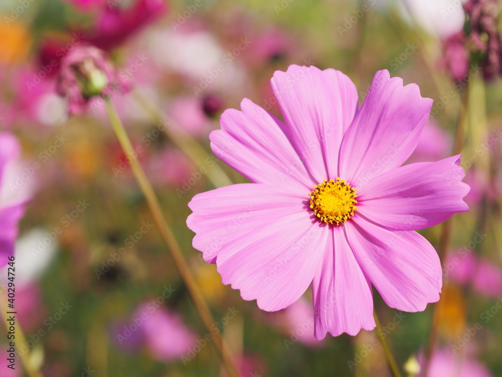 Pink color flower, sulfur Cosmos, Mexican Aster flowers are blooming beautifully springtime in the garden, blurred of nature background Pink color flower, sulfur Cosmos, Mexican Aster flowers are blooming beautifully springtime in the garden, blurred of nature background