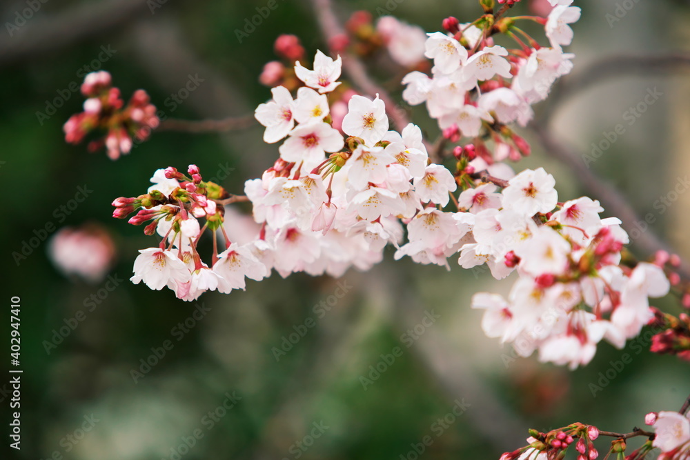 Obraz premium 河川敷の桜並木