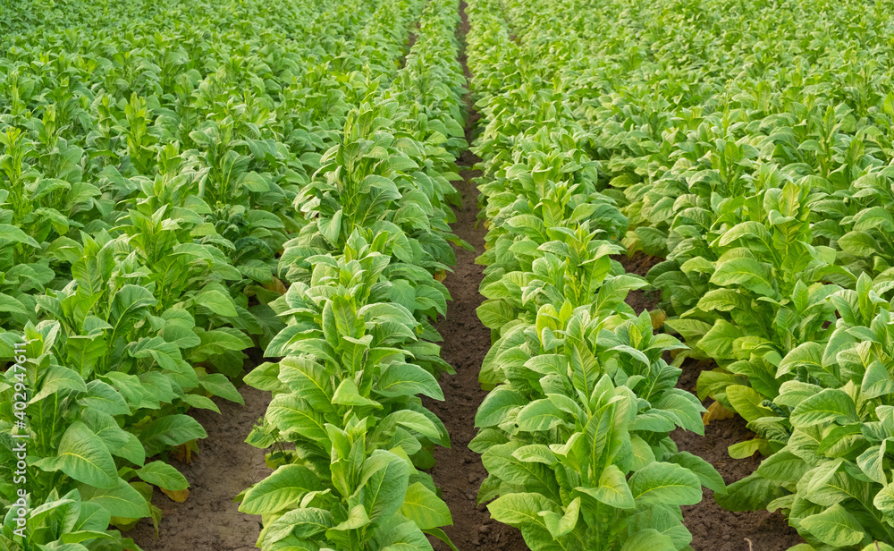 View of green tobacco plant in field at Chiang Rai,THAILAND.Tobacco plantations in Asia. View of green tobacco plant in field at Chiang Rai,THAILAND.Tobacco plantations in Asia.