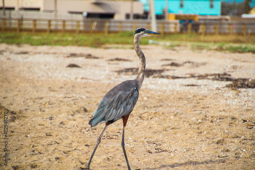 Great Blue Heron walking on beach with ocean grass © Ibrahim