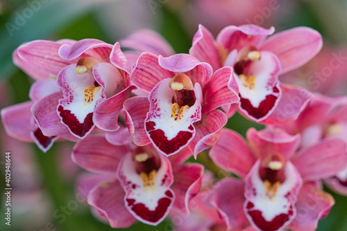 Фотография Boat Orchid (Cymbidium spp) in the garden