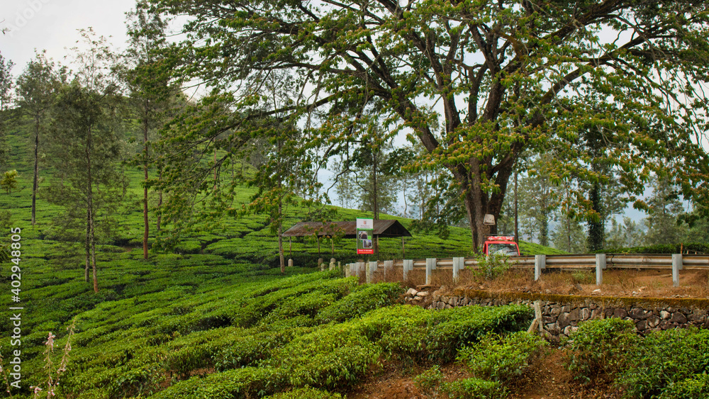 Tea Estate, Kerala