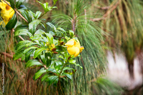 Yellow Flower