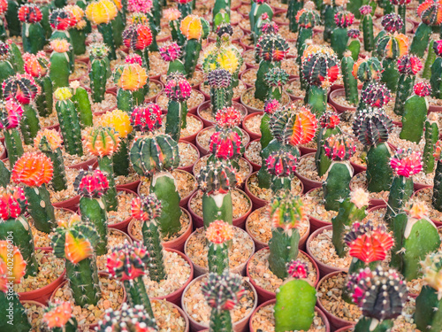 Varies of small colorful cactus grow on cultivation bowl in green house