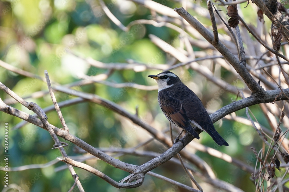 dusky thrush in the bush dusky thrush in the bush