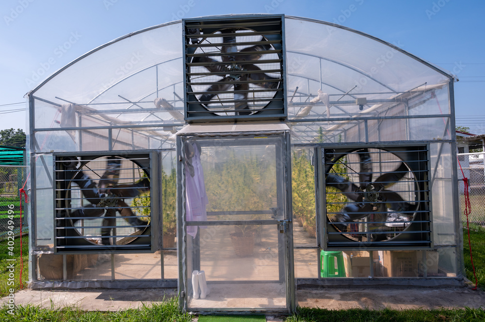 Cannabis commercial growing in the greenhouse.Beautiful marijuana plant growth in the indoor farm.Natural plant herb pharmaceutical production for alternative medicine concept.