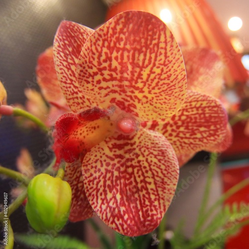 Close up Macro of a Orchid flower in a Sydney Shopping centre Australia