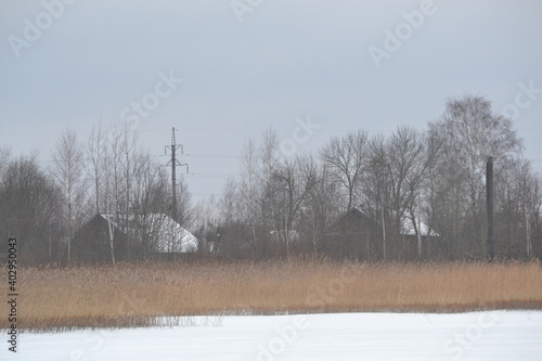 Wallpaper Mural Gray gloomy winter landscape in inclement weather, in the foreground a wall of tall dry reeds and black trees and houses in the back. Torontodigital.ca
