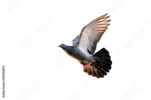 Action Scene of Rock Pigeon Flying in The Air Isolated on Clear Sky
