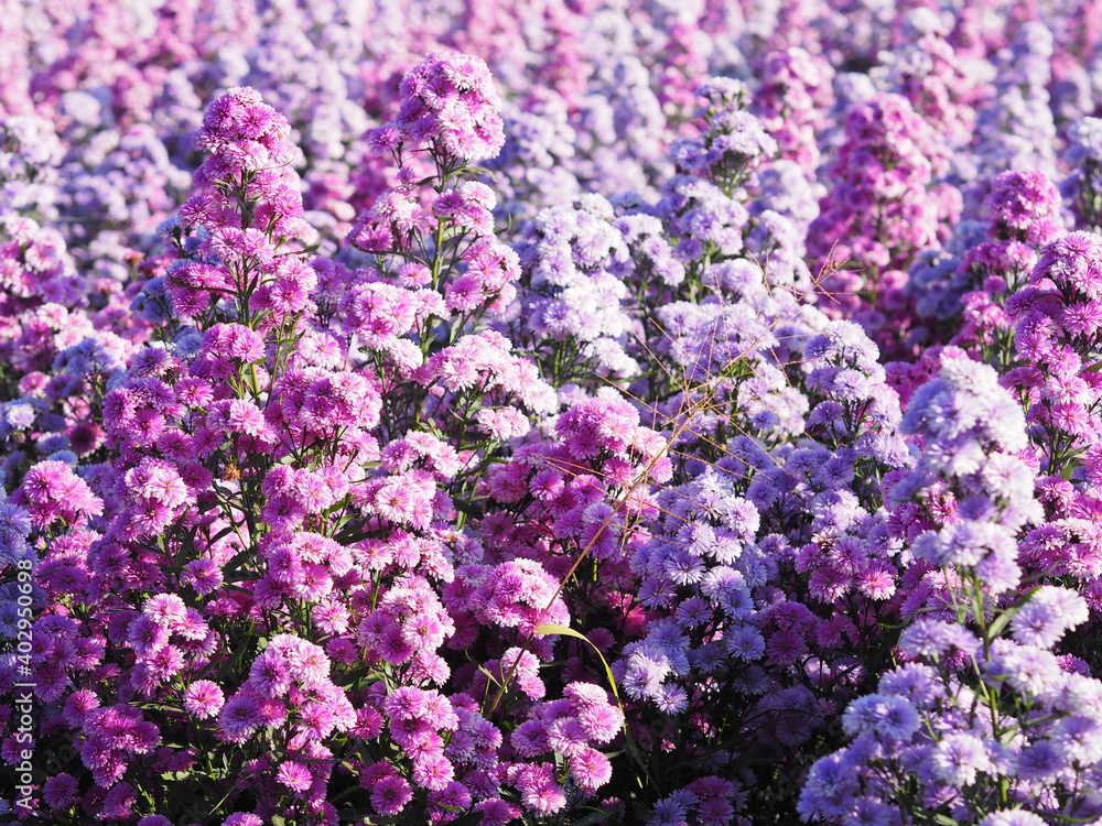 Marguerite soft pink flower blooming in garden blurred of nature background Marguerite soft pink flower blooming in garden blurred of nature background