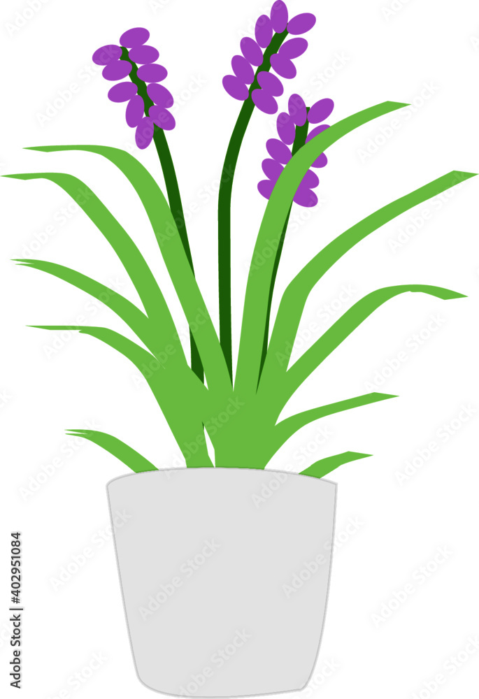 purple flower in a pot