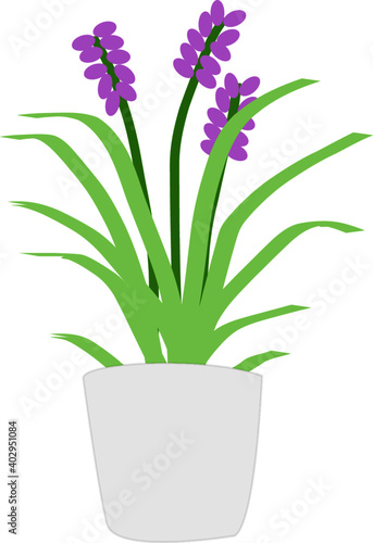 purple flower in a pot
