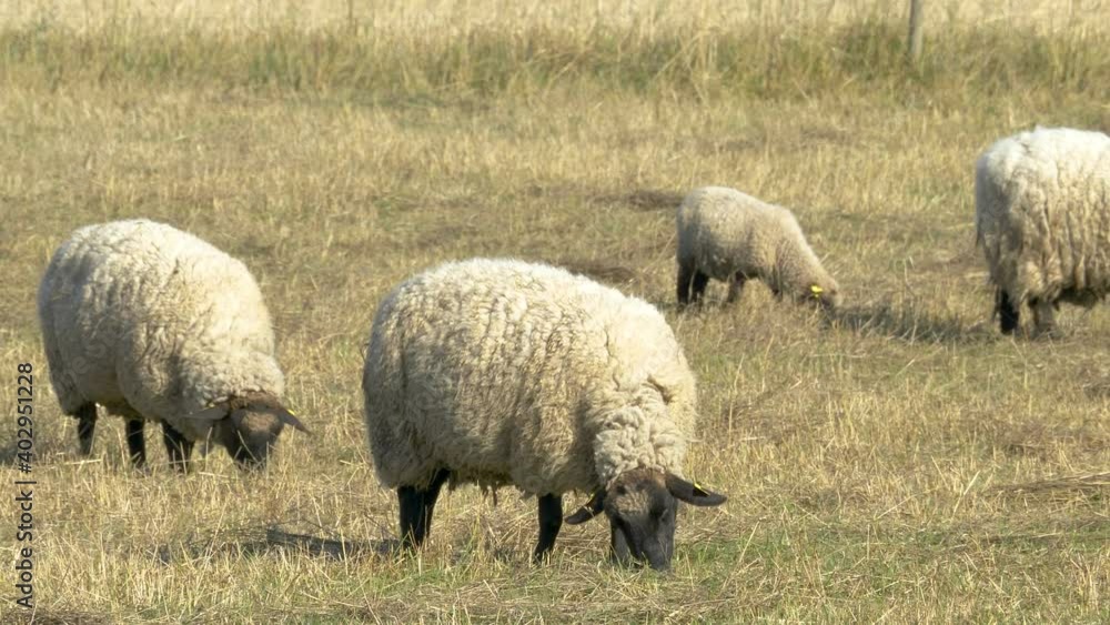 Two fat sheeps eating some grasses from the ground in the farmland Two fat sheeps eating some grasses from the ground in the farmland