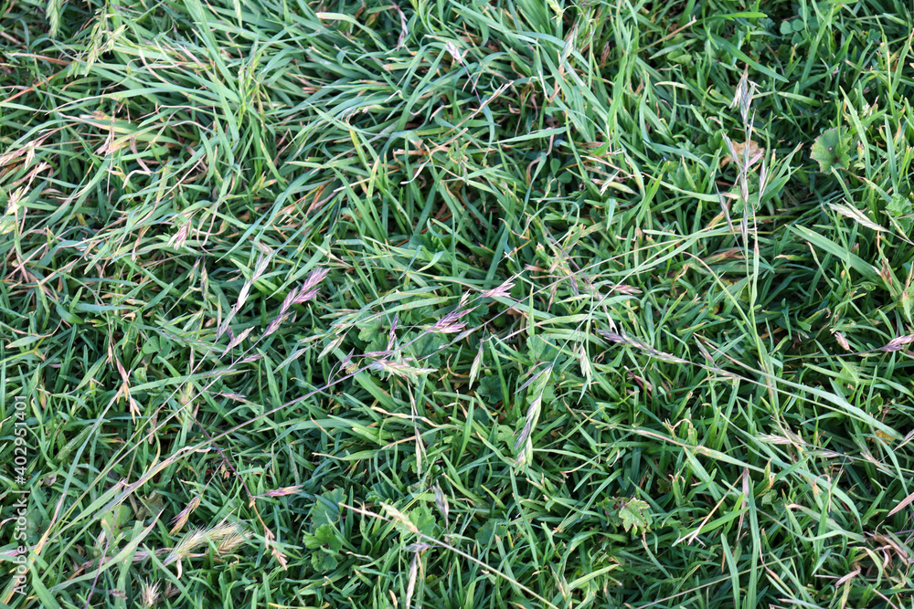 green grass background green grass background