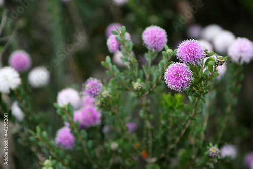 Pretty purple and white round banksia flowers