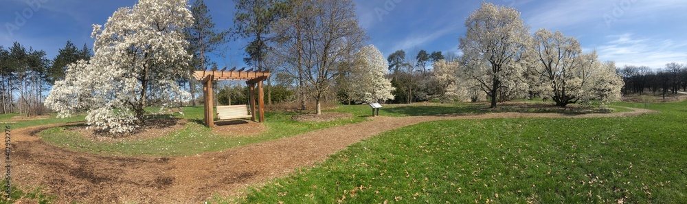 Panoramic Magnolia 