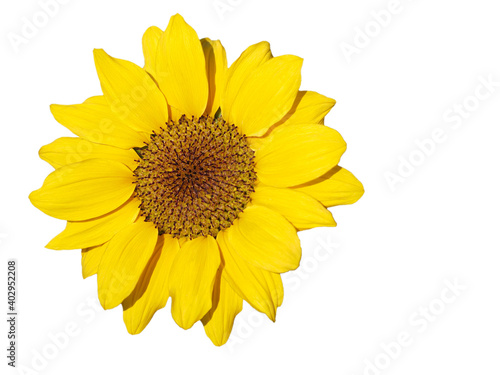 Sunflower  Isolated yellow flower  cut outline on white background space for frame copy write postcard decorate pattern artwork arts  Artistic paper