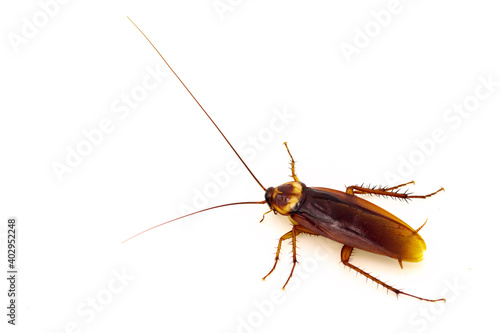 Cockroaches isolated on white background © Jack Fotografo