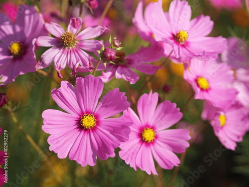 Soft Pink color flower, sulfur Cosmos, Mexican Aster flowers are blooming beautifully springtime in the garden, blurred of nature background