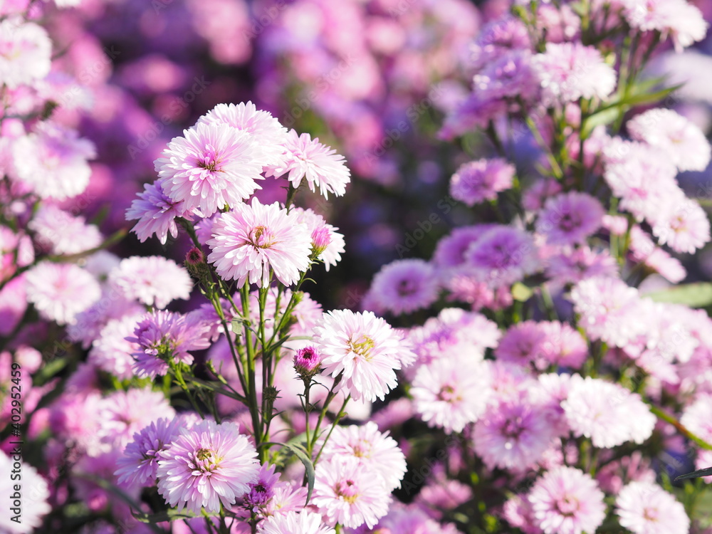 Marguerite soft pink flower blooming in garden blurred of nature background Marguerite soft pink flower blooming in garden blurred of nature background
