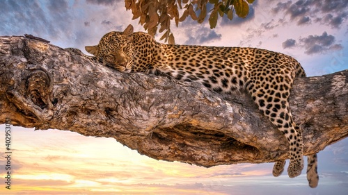 A leopard (Panthera pardus) asleep on a tree branch in Botswana, with the sun setting in the background. In Savute Reserve, Chobe National Park.