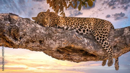 Obraz A leopard (Panthera pardus) asleep on a tree branch in Botswana, with the sun setting in the background. In Savute Reserve, Chobe National Park.