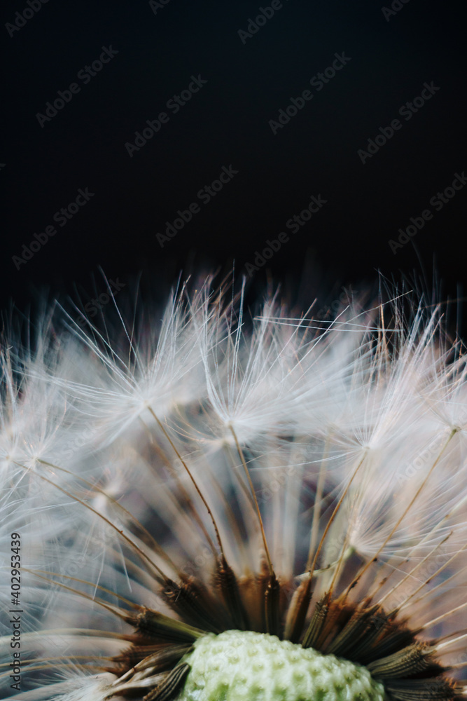 Naklejka premium macro photo of white dandelion fluffs