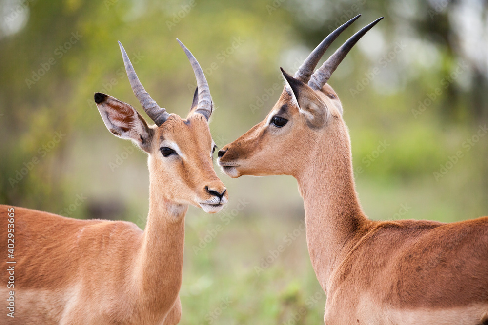  Two young impala rams grooming in the Kruger National Park