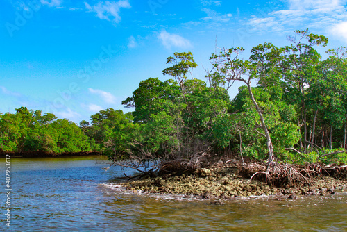 Mangrove on Cannel                                                 