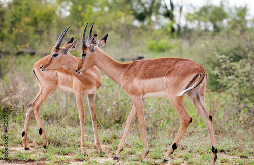 Two young impala rams in the Kruger National Park looking to the left