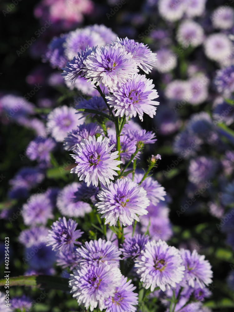 Marguerite soft violet flower blooming in garden blurred of nature background Marguerite soft violet flower blooming in garden blurred of nature background
