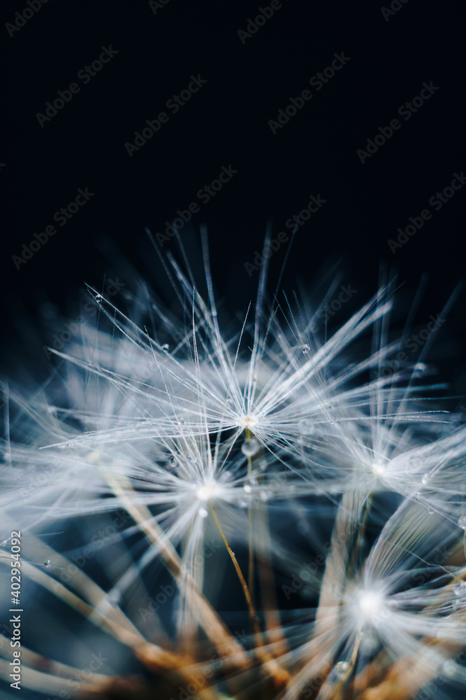 Fototapeta premium macro photo of white dandelion fluffs