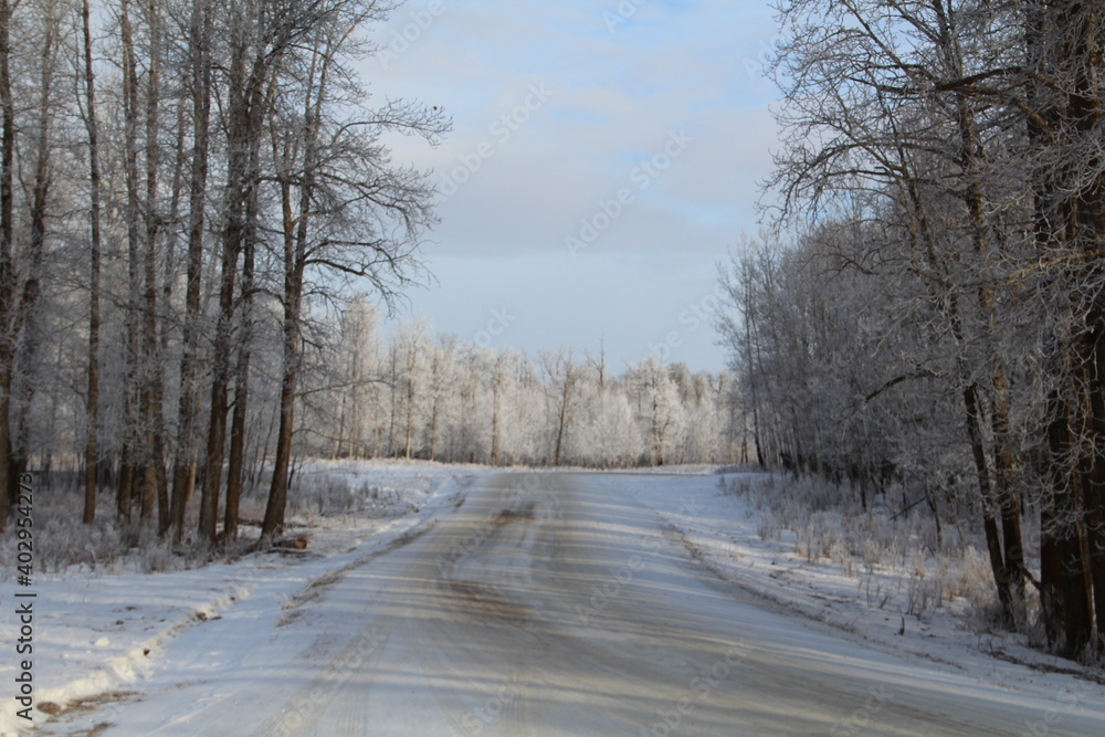 Frosted Road In The Forest, Elk Island National Park, Alberta Frosted Road In The Forest, Elk Island National Park, Alberta