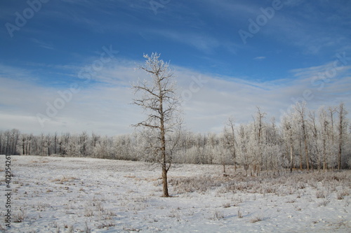 Wallpaper Mural Decemeber Frost, Elk Island National Park, Alberta Torontodigital.ca