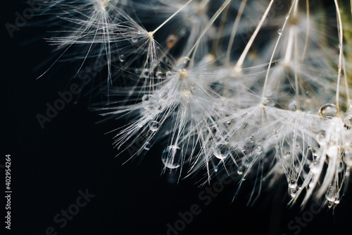 close-up of white dandelion fluff with water drops