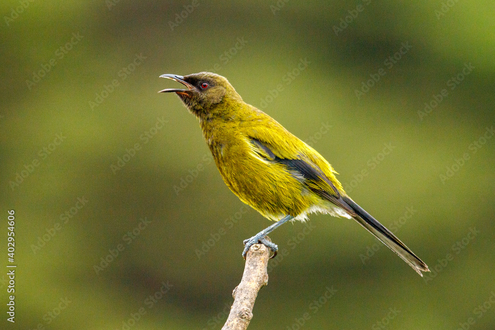 Fototapeta premium New Zealand Bellbird - Anthornis melanura