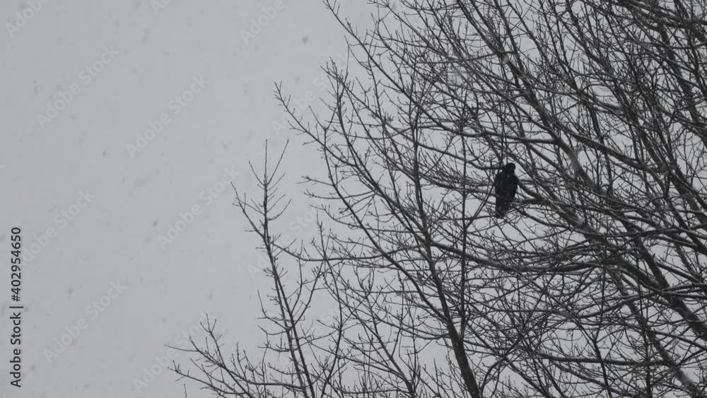 A Redwing Black Birt resting on top of a sparse tree during winter, 4k 60fps A Redwing Black Birt resting on top of a sparse tree during winter, 4k 60fps