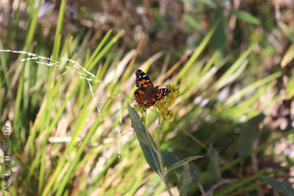 butterfly on flower butterfly on flower