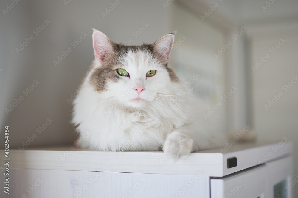 家の中での棚の上でのんびりしている白猫