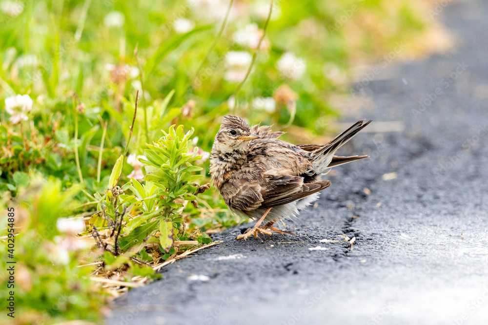 Eurasian Skylark - Alauda arvensis Eurasian Skylark - Alauda arvensis
