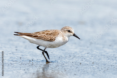 Canvastavla Red-necked Stint - Calidris ruficollis