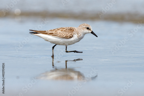 Red-necked Stint - Calidris ruficollis