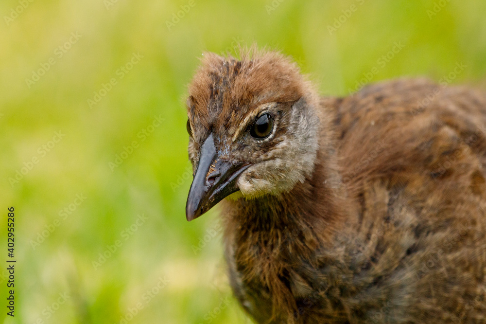 Weka - Gallirallus australis
Endemic flightless rail of New Zealand Weka - Gallirallus australis
Endemic flightless rail of New Zealand