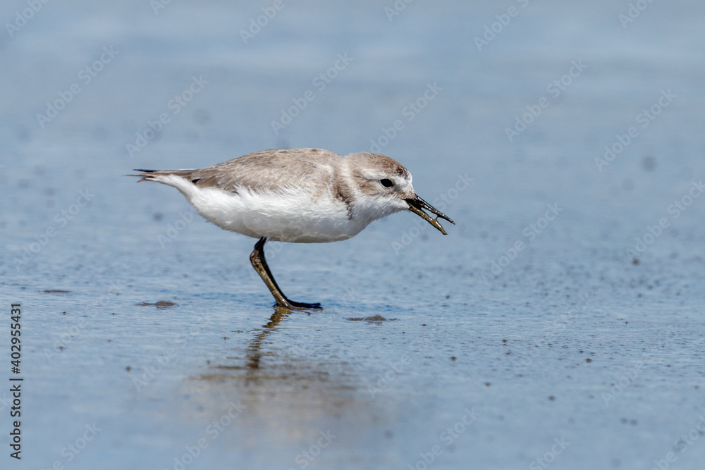 Wrybill Anarhynchus frontalis - Endemic Shorebird of New Zealand Wrybill Anarhynchus frontalis - Endemic Shorebird of New Zealand