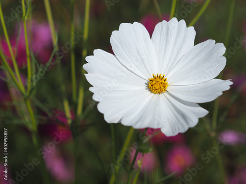 white color flower  sulfur Cosmos  Mexican Aster flowers are blooming beautifully springtime in the garden  blurred of nature background