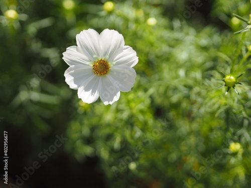 white color flower, sulfur Cosmos, Mexican Aster flowers are blooming beautifully springtime in the garden, blurred of nature background
