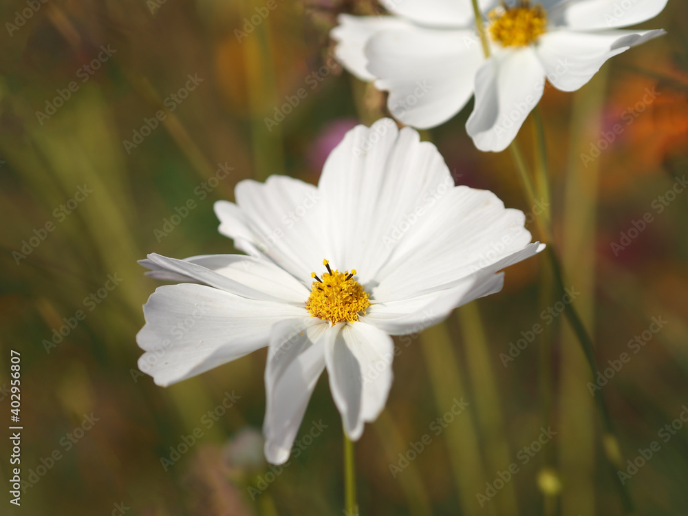 white color flower, sulfur Cosmos, Mexican Aster flowers are blooming beautifully springtime in the garden, blurred of nature background white color flower, sulfur Cosmos, Mexican Aster flowers are blooming beautifully springtime in the garden, blurred of nature background