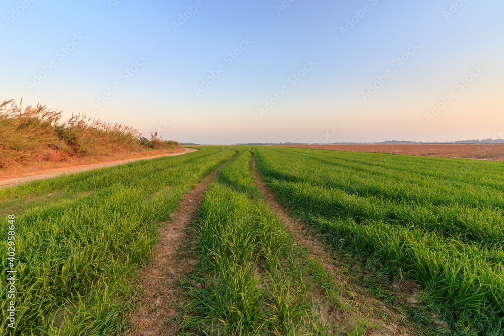 Trails formed from the wheels of a tractor in the middle of a green field of growing wheat, Israel