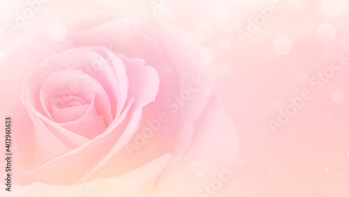 Pink Rose flowers with blurred sofe pastel color background for love wedding and valentines day.